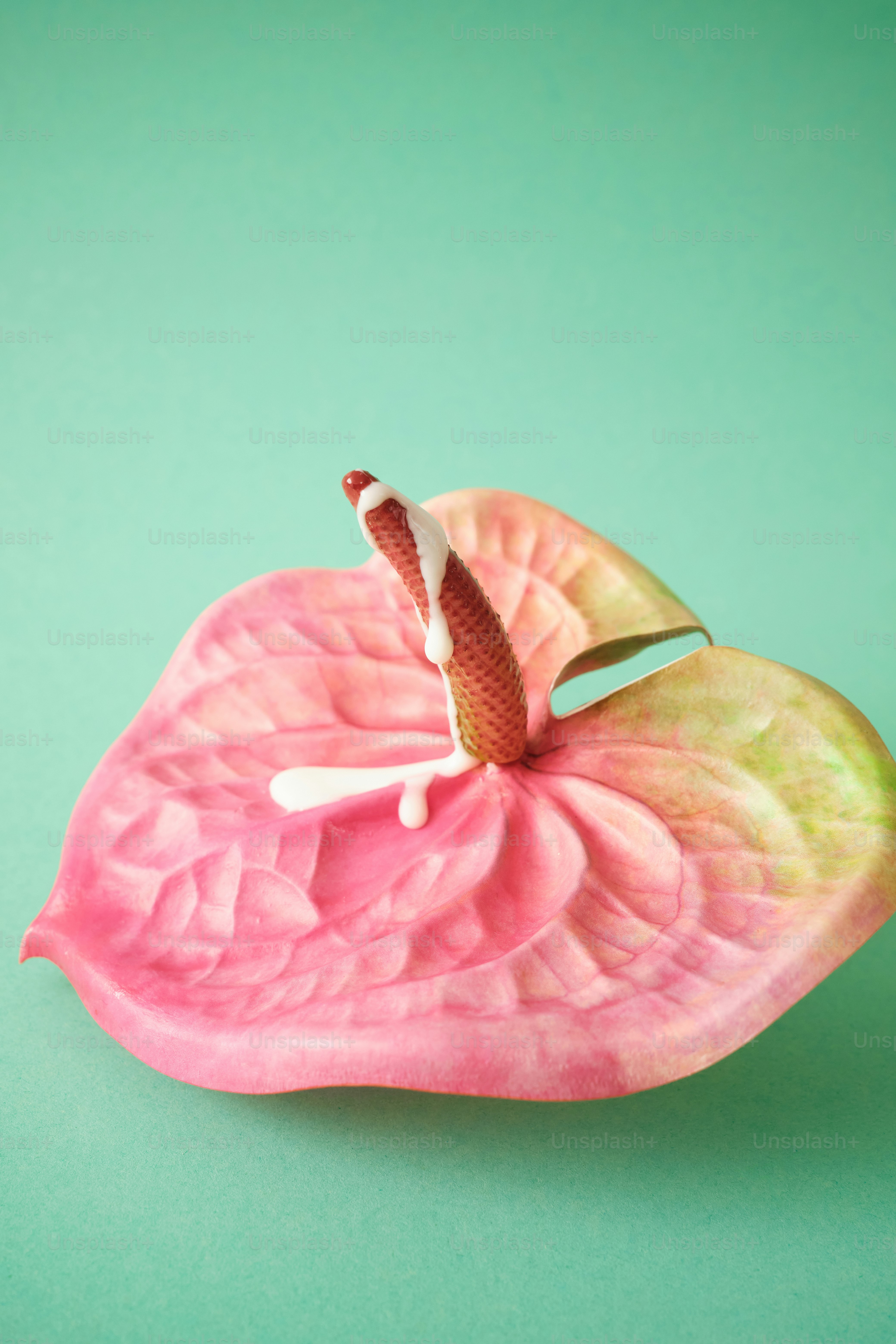 una flor rosa con un fondo verde