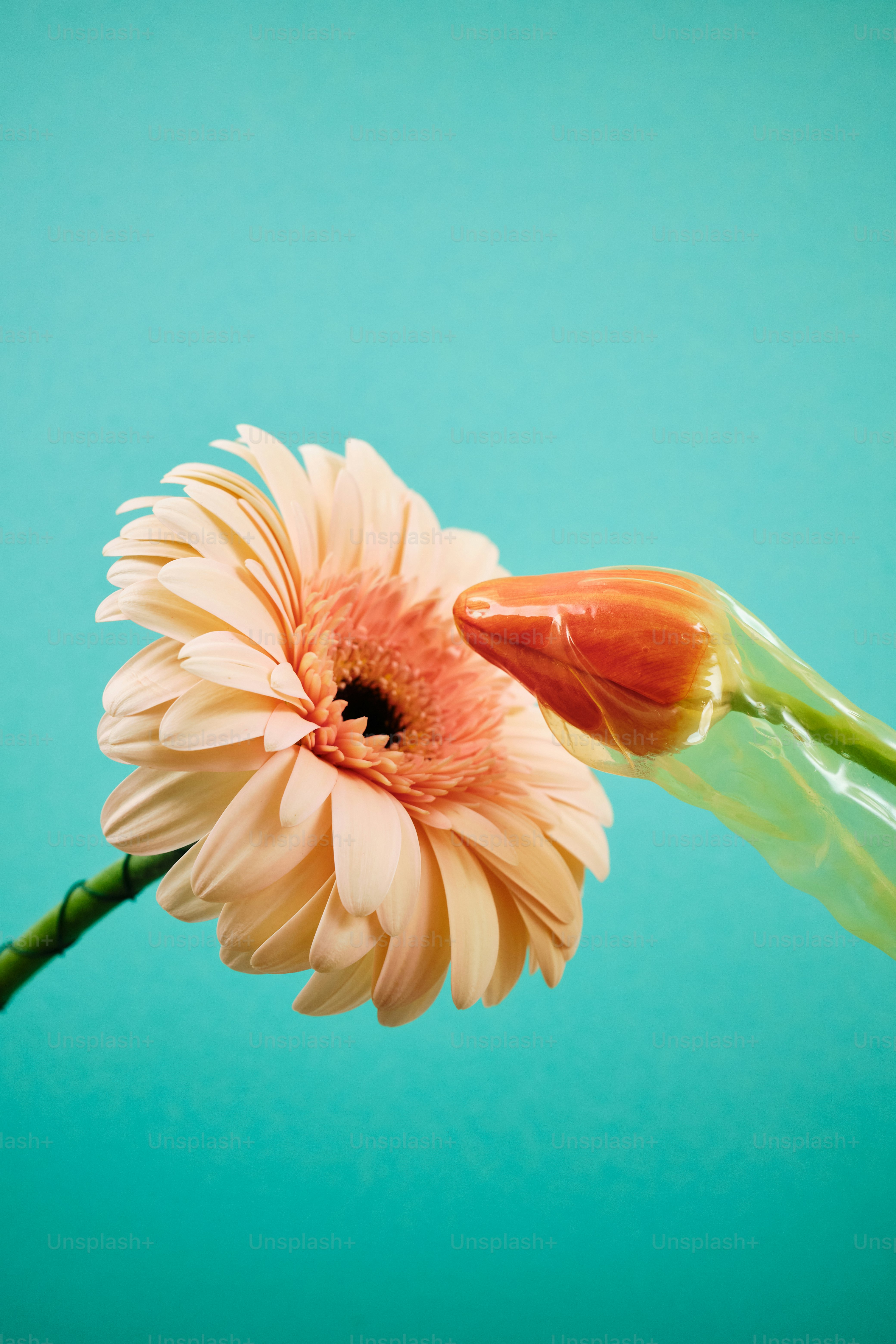 una flor que está sentada en un jarrón