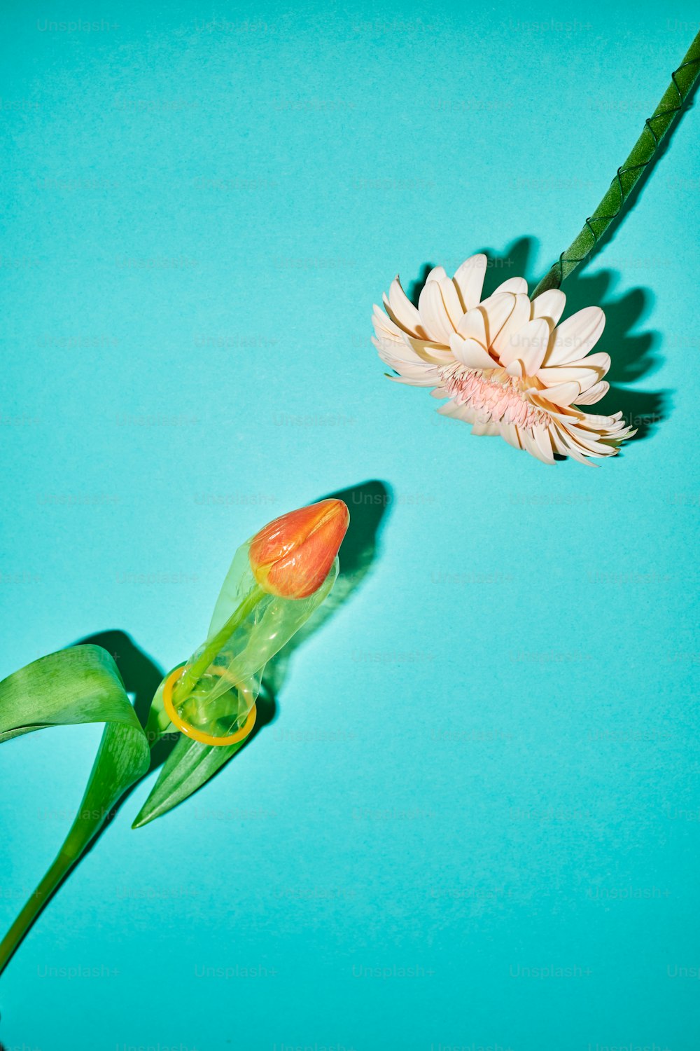 a flower and a bud on a blue background