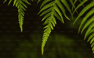 un gros plan d’une plante verte avec beaucoup de feuilles