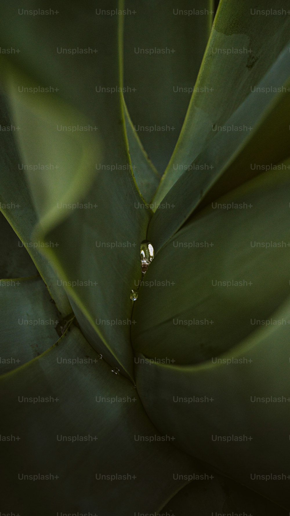 a close up of a green plant with drops of water