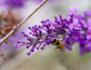 Eine Biene sitzt auf einer lila Blume