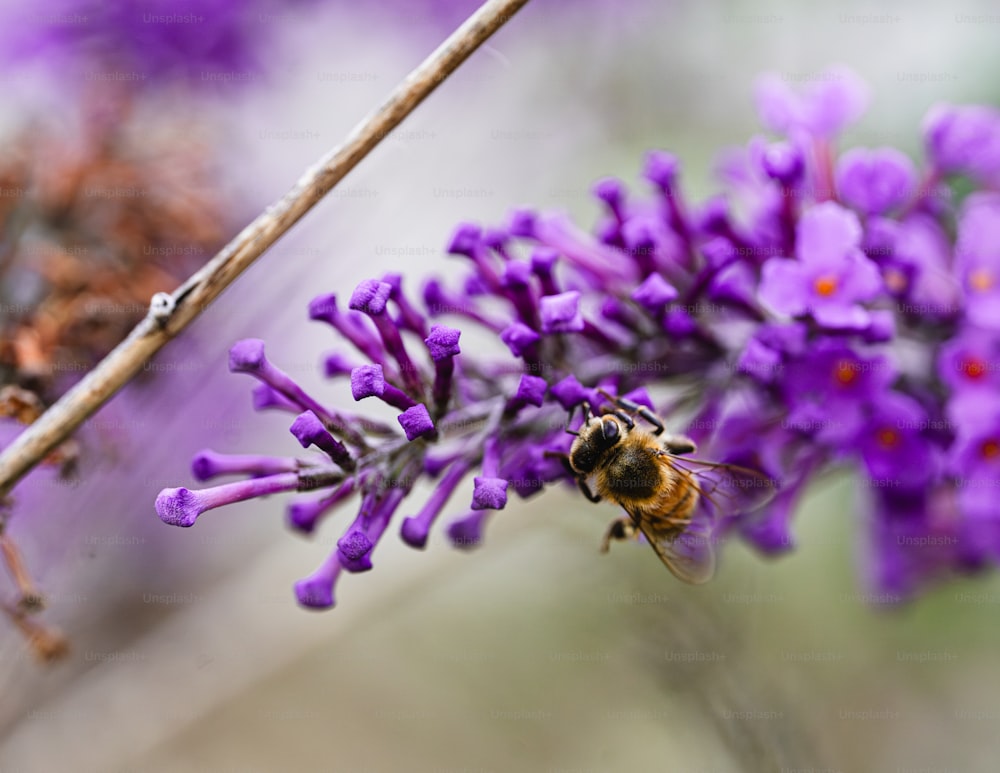 une abeille est assise sur une fleur violette