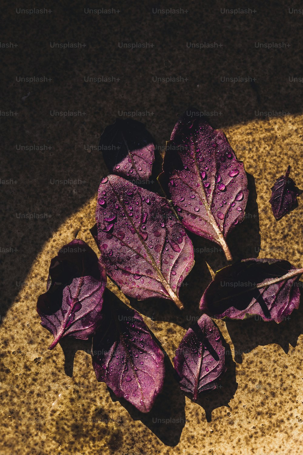 a group of purple leaves sitting on top of a table
