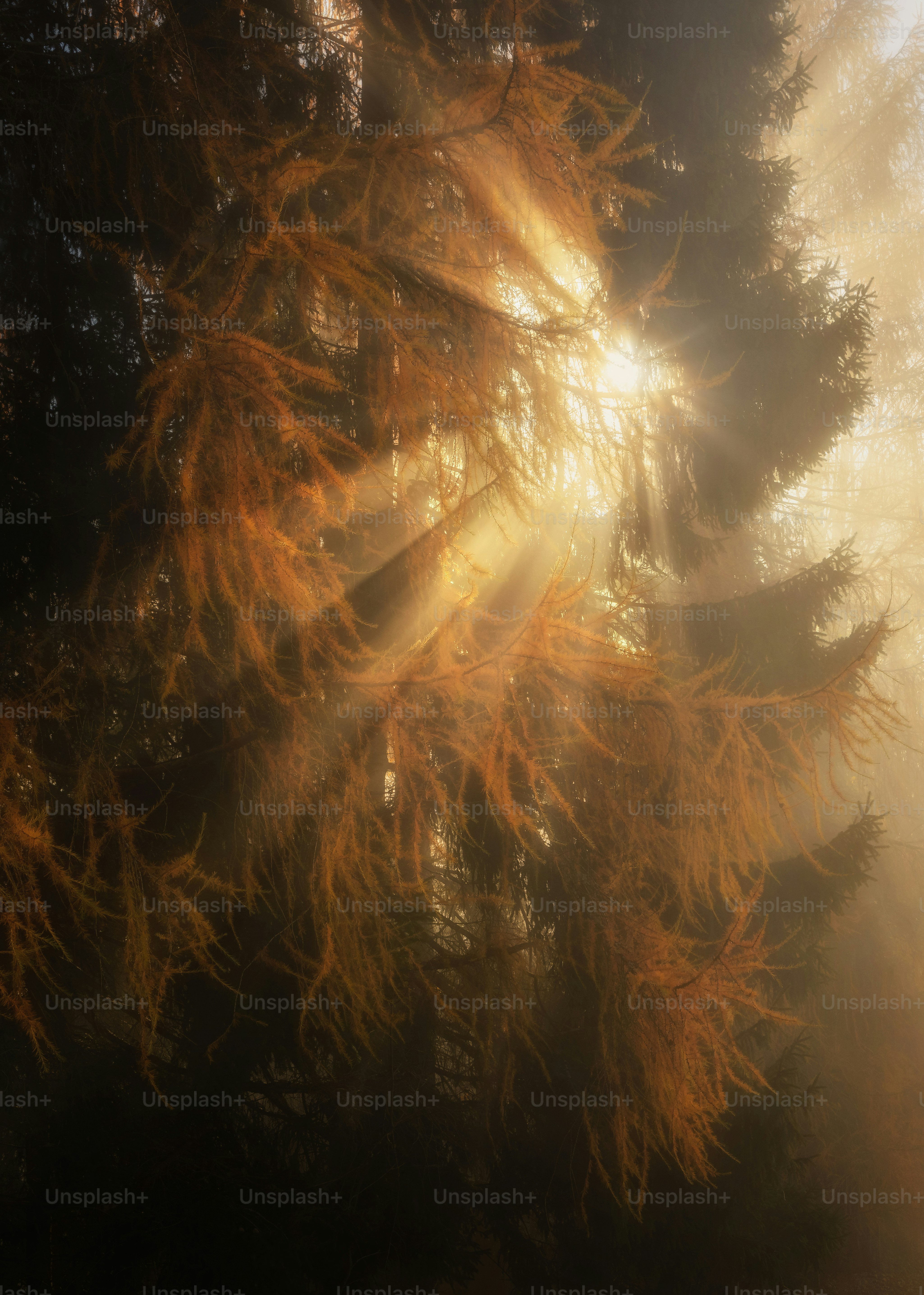 Il sole splende tra gli alberi della foresta