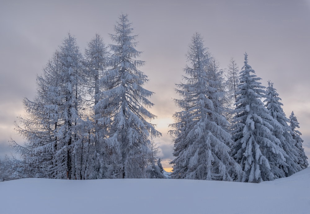 a snow covered field with trees in the background