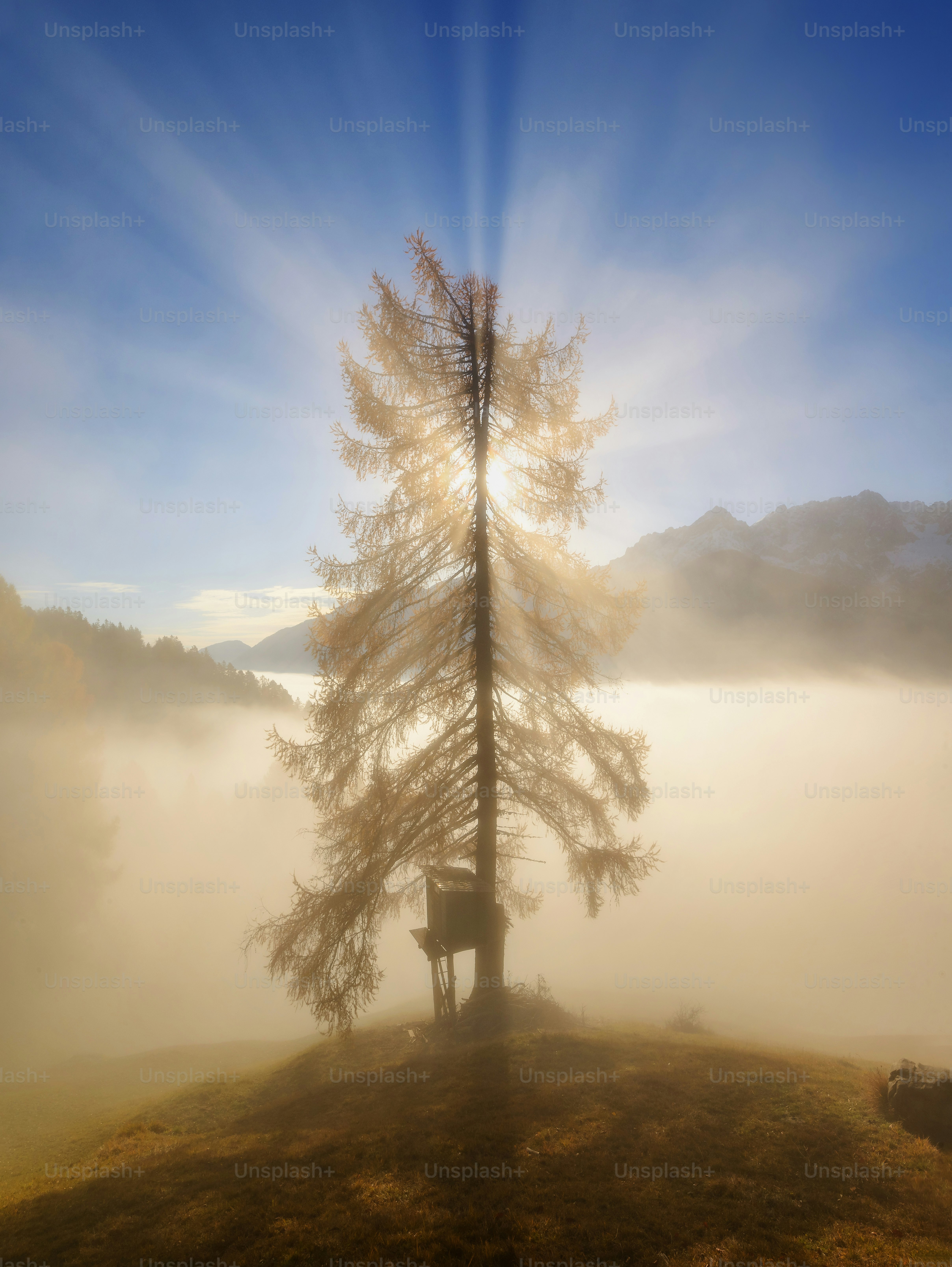 un albero solitario in una giornata nebbiosa in montagna