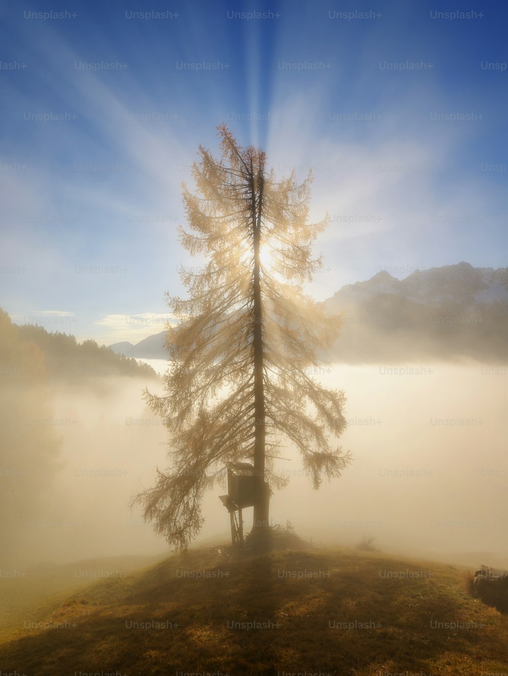 a lone tree on a foggy day in the mountains
