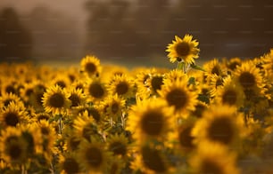 ein großes Sonnenblumenfeld mitten am Tag