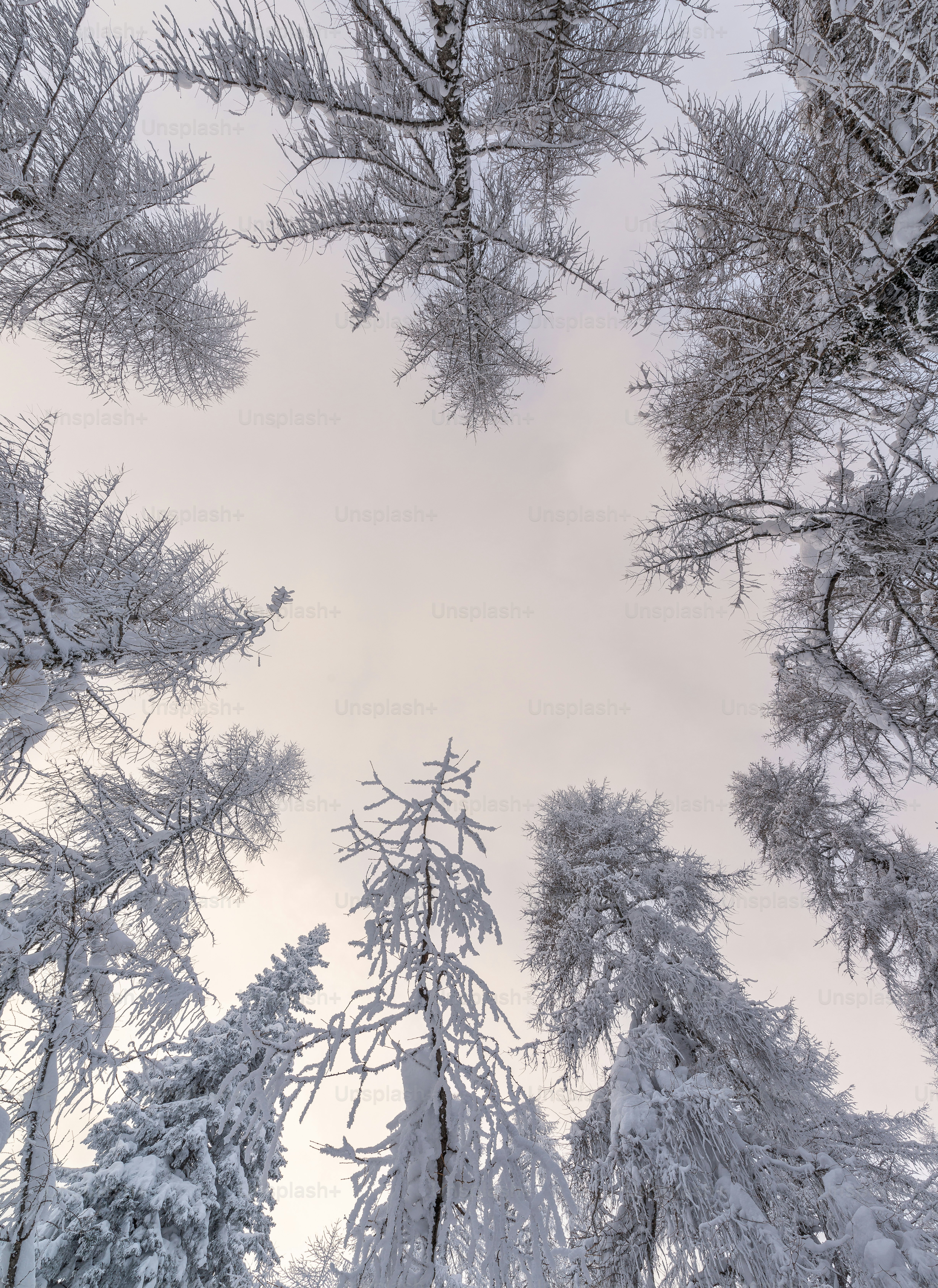 un gruppo di alberi coperti di neve sotto un cielo nuvoloso