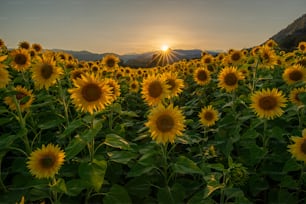 un campo di girasoli con il sole che tramonta sullo sfondo