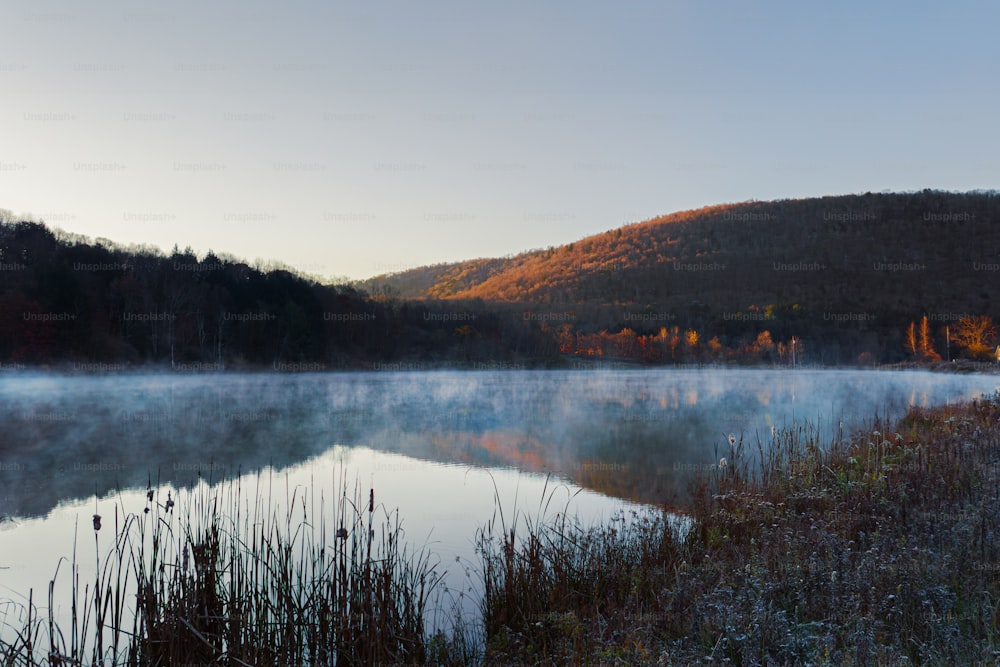 a body of water surrounded by a forest