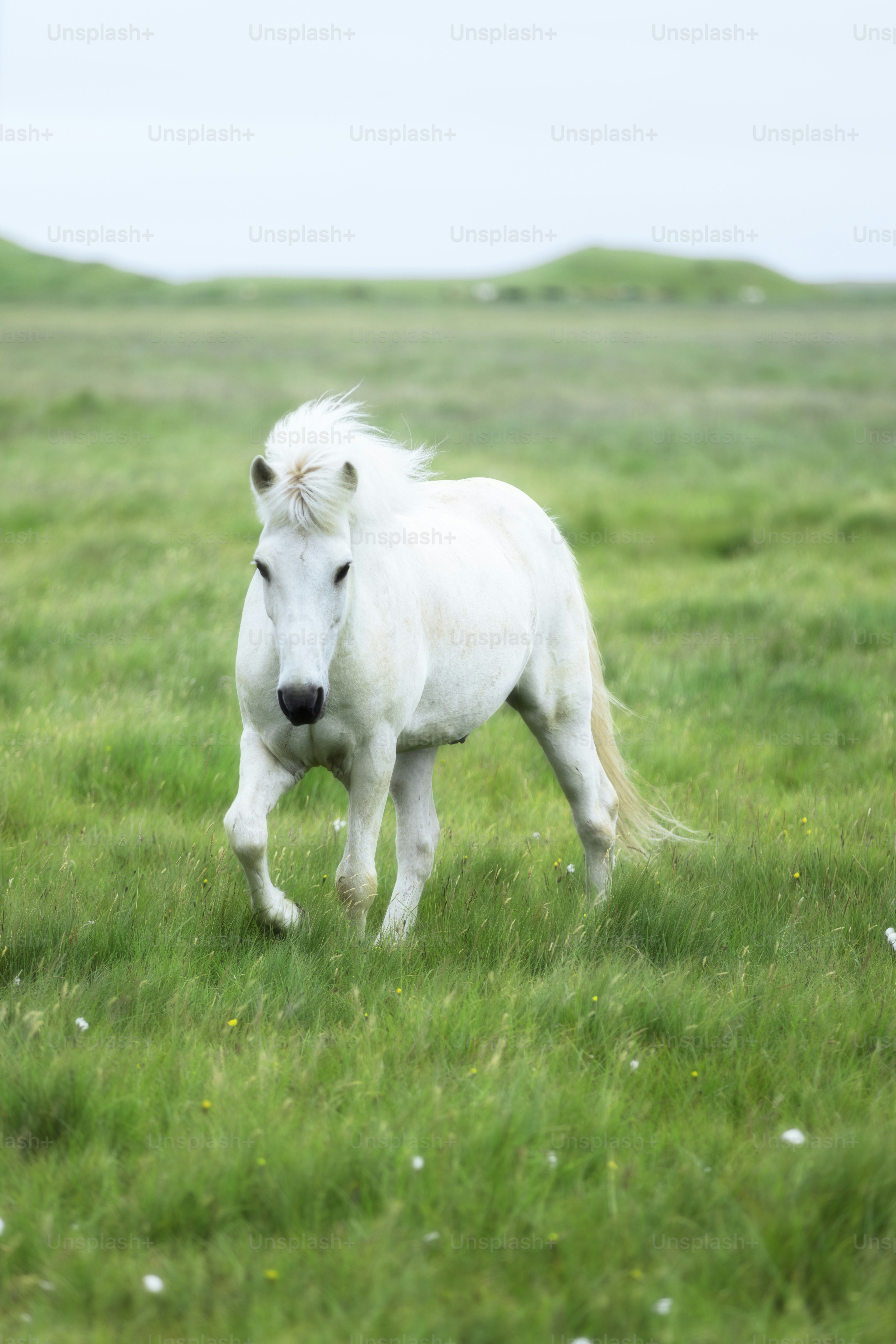 a white horse is standing in a grassy field