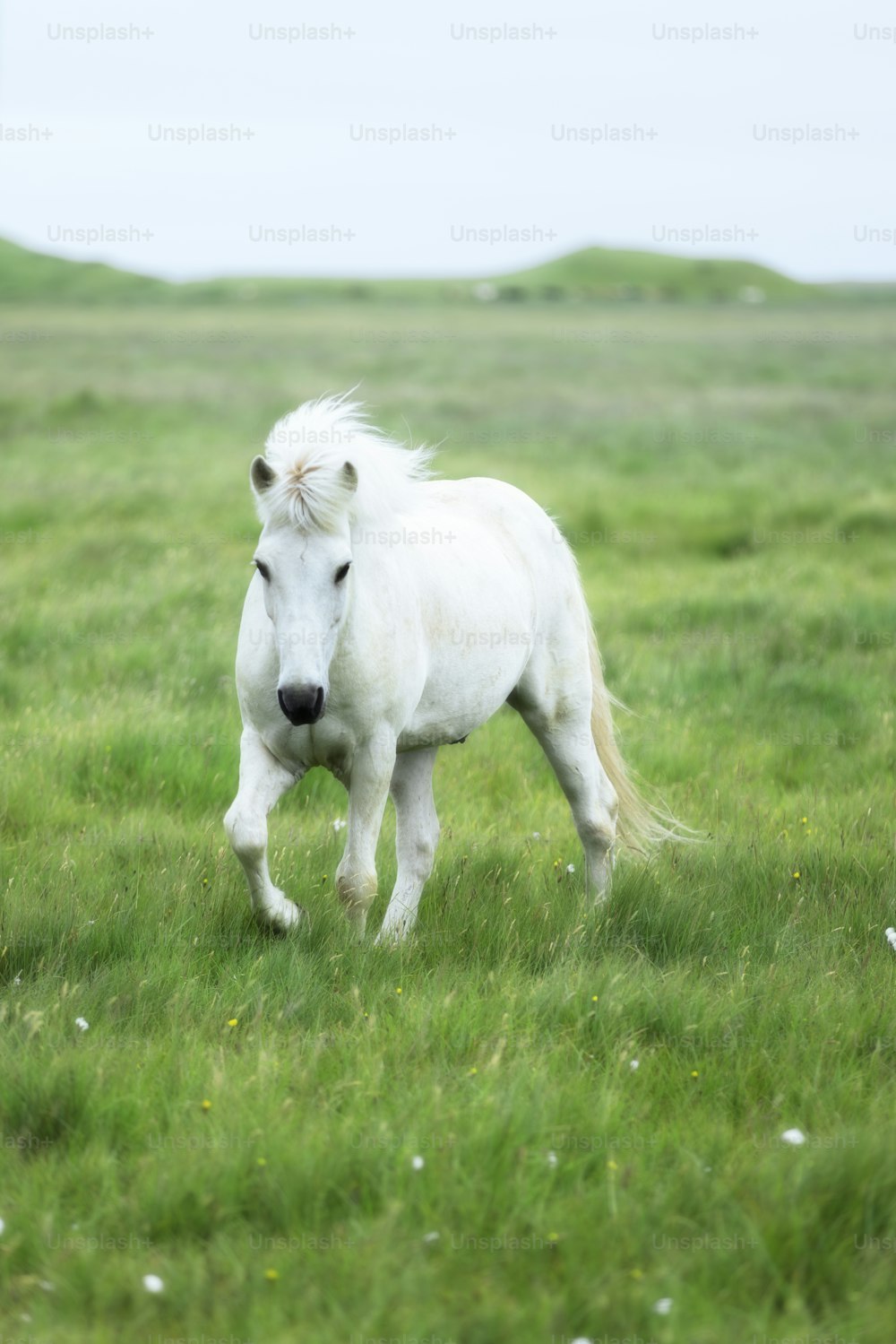 um cavalo branco está de pé em um campo gramado