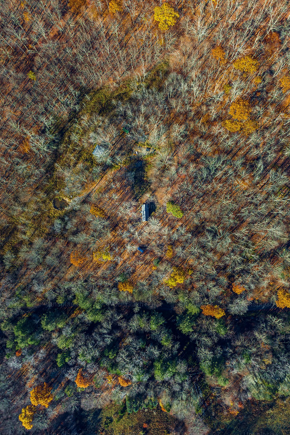 Vista aérea de una zona boscosa
