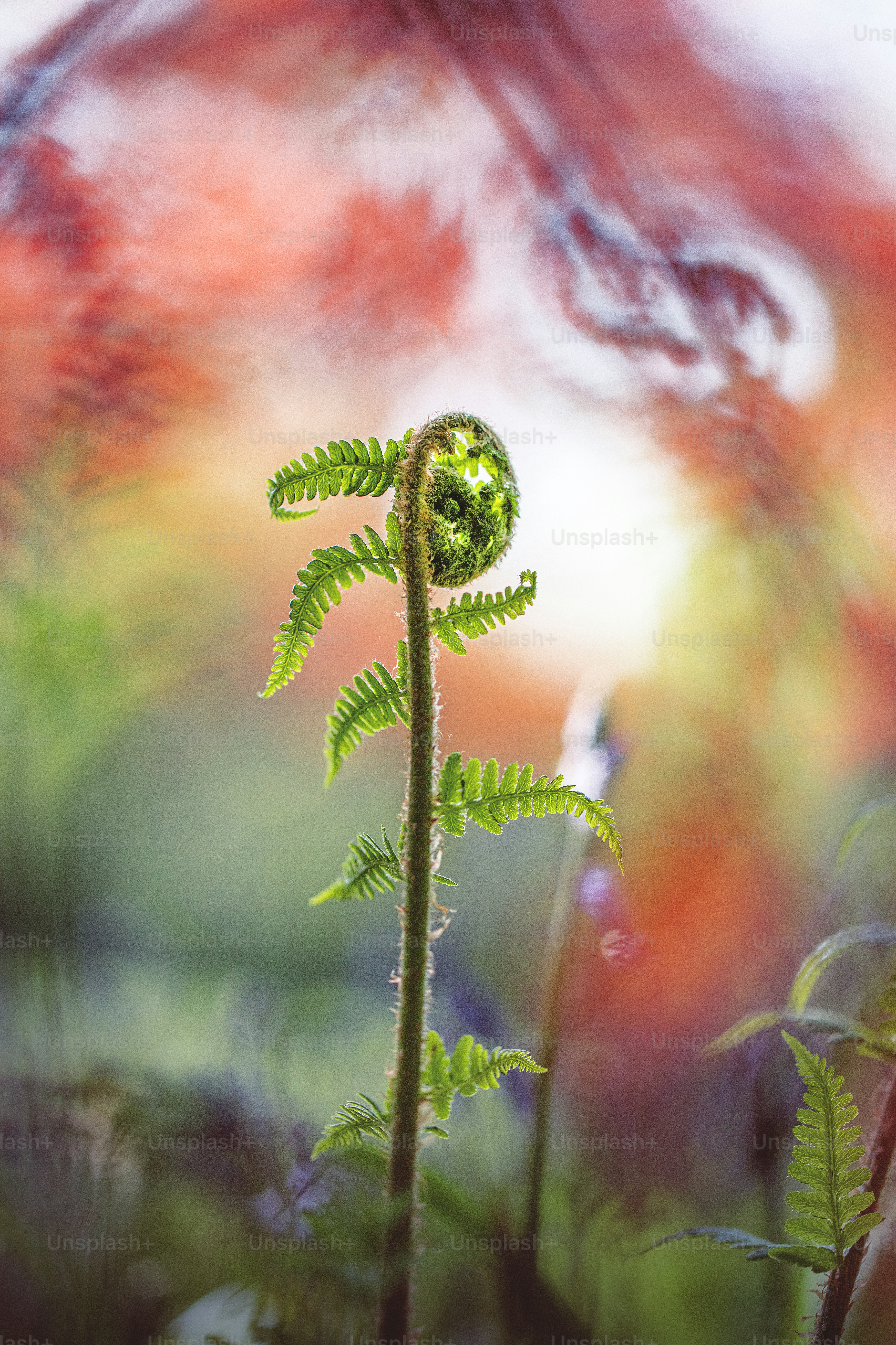um close up de uma planta com um fundo desfocado