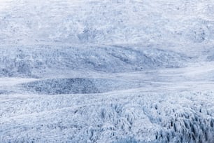 un grupo de animales parados en la cima de una montaña cubierta de nieve