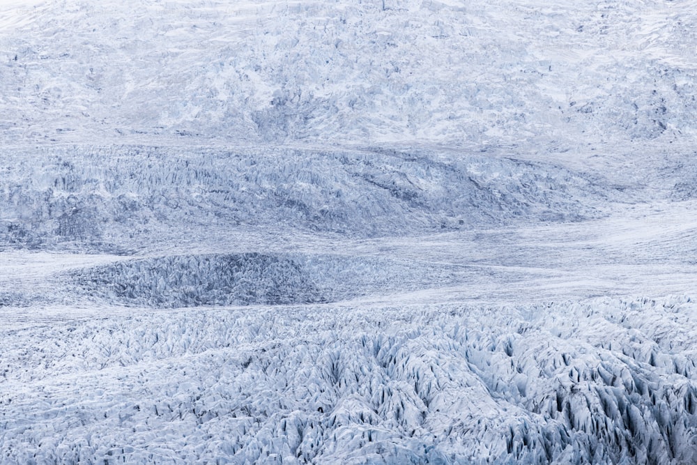 a group of animals standing on top of a snow covered mountain