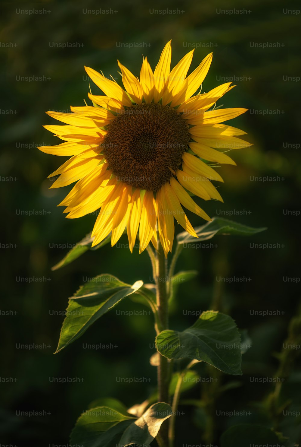 um grande girassol amarelo no meio de um campo