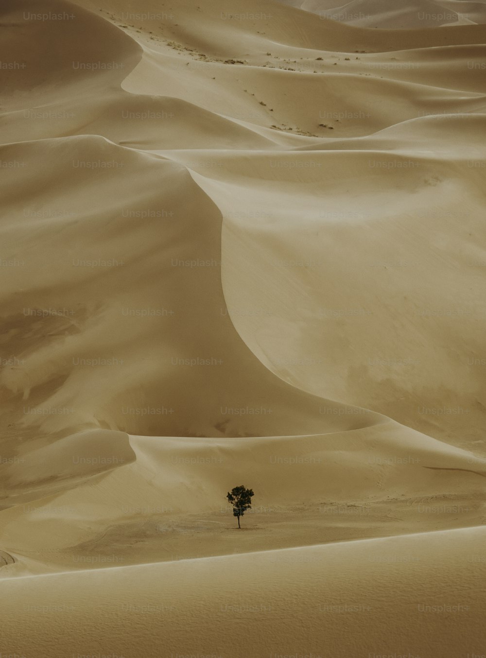 a lone tree in the middle of a desert