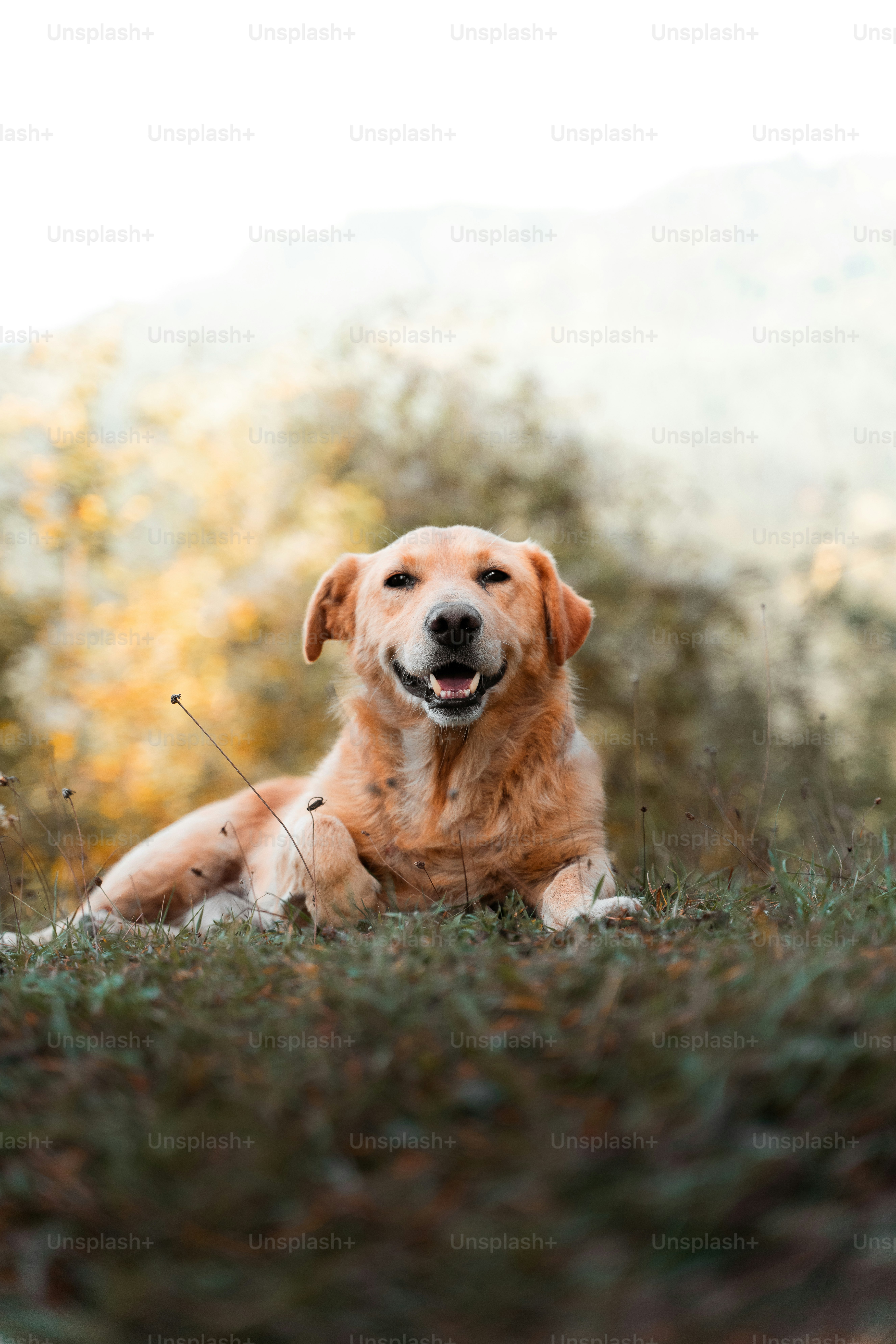 A golden retriever laying in a field of grass photo Animal Image on