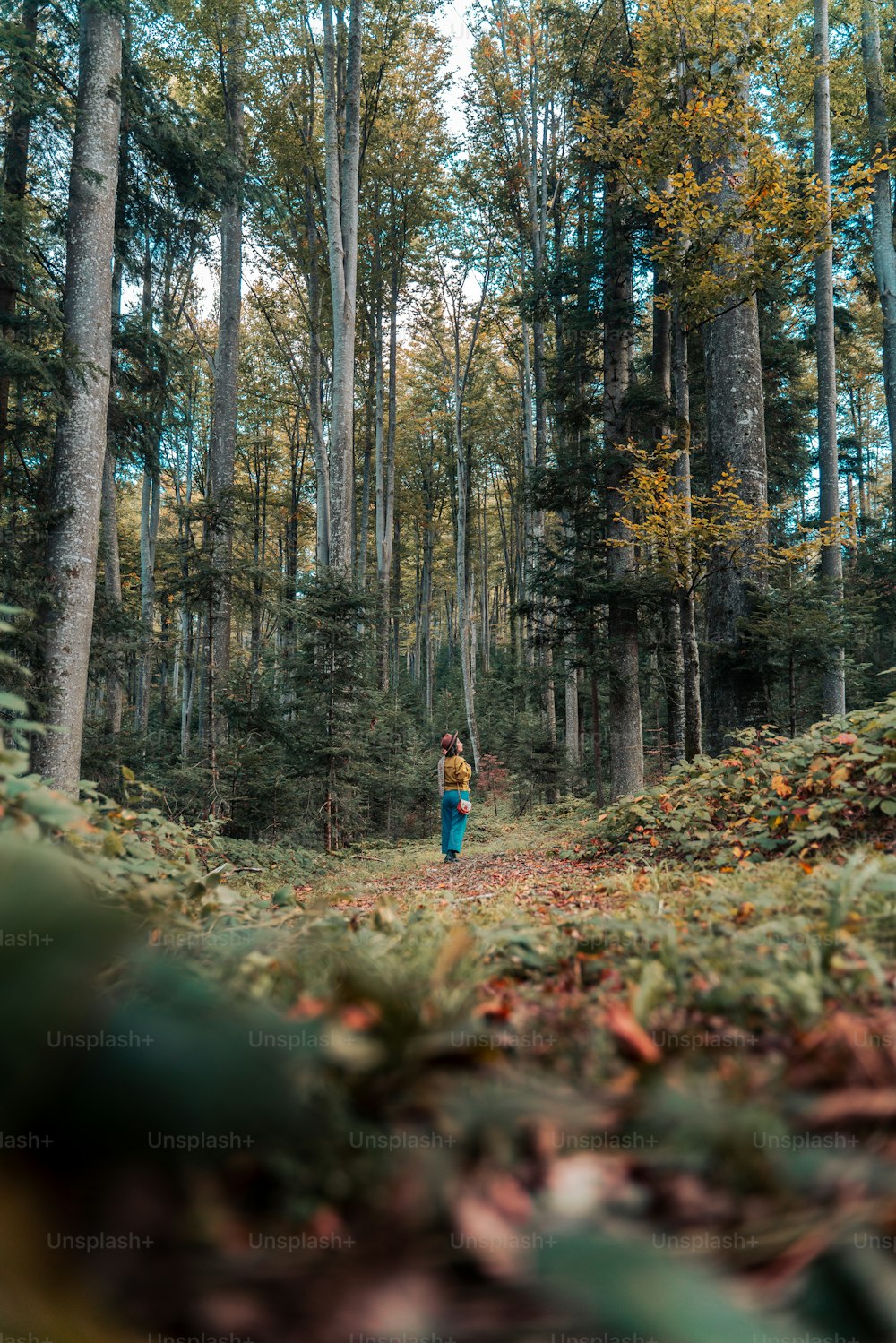 una persona che cammina in una foresta con molti alberi