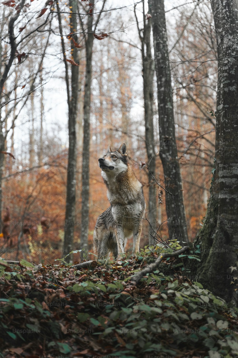 a wolf standing in the middle of a forest