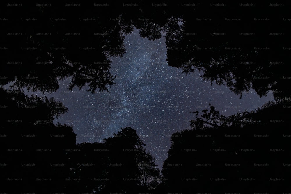 a view of the night sky through some trees