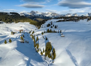 나무와 산을 배경으로 한 눈 덮인 스키 슬로프