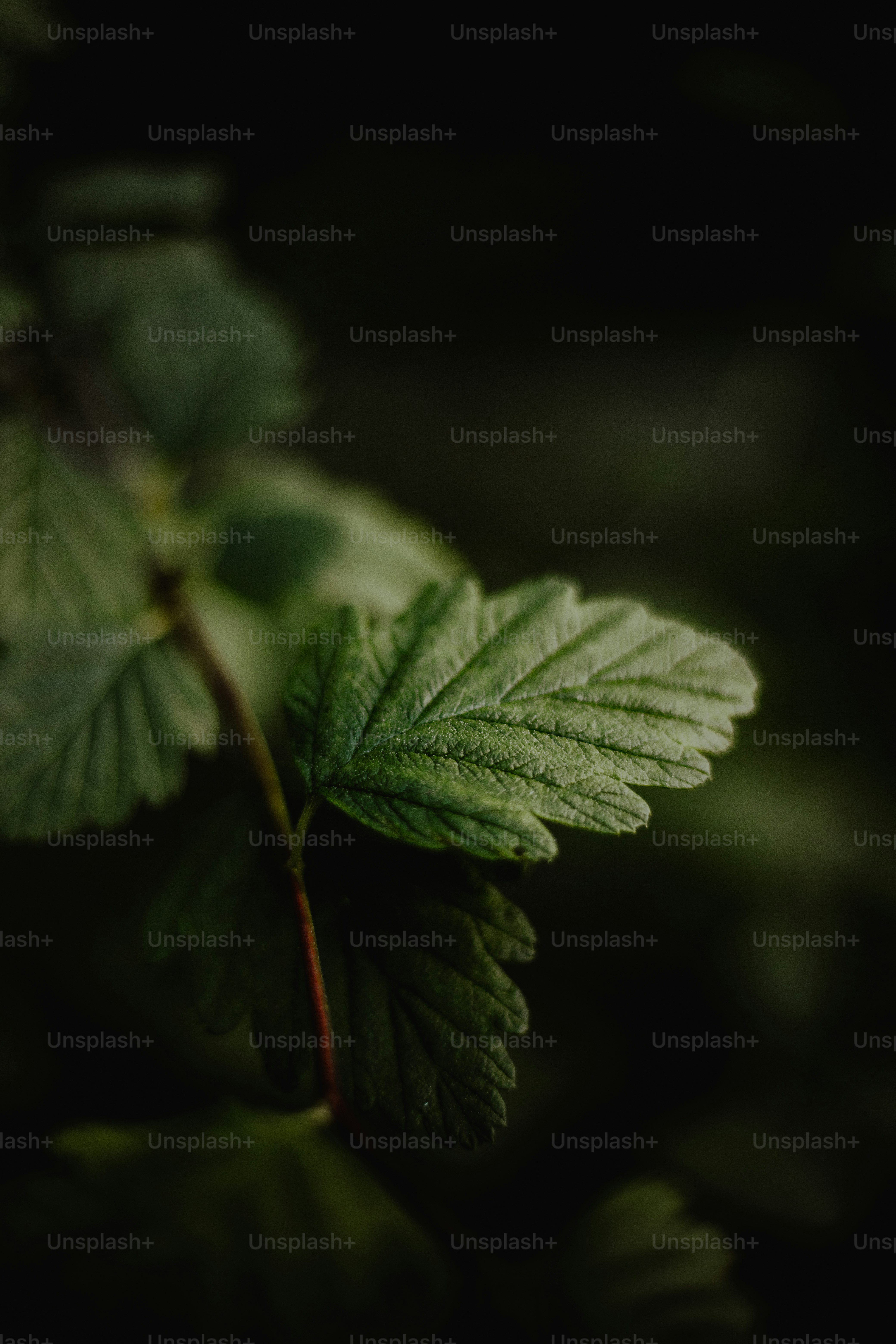 un primo piano di una foglia su un albero