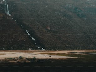 a group of animals walking across a grass covered field