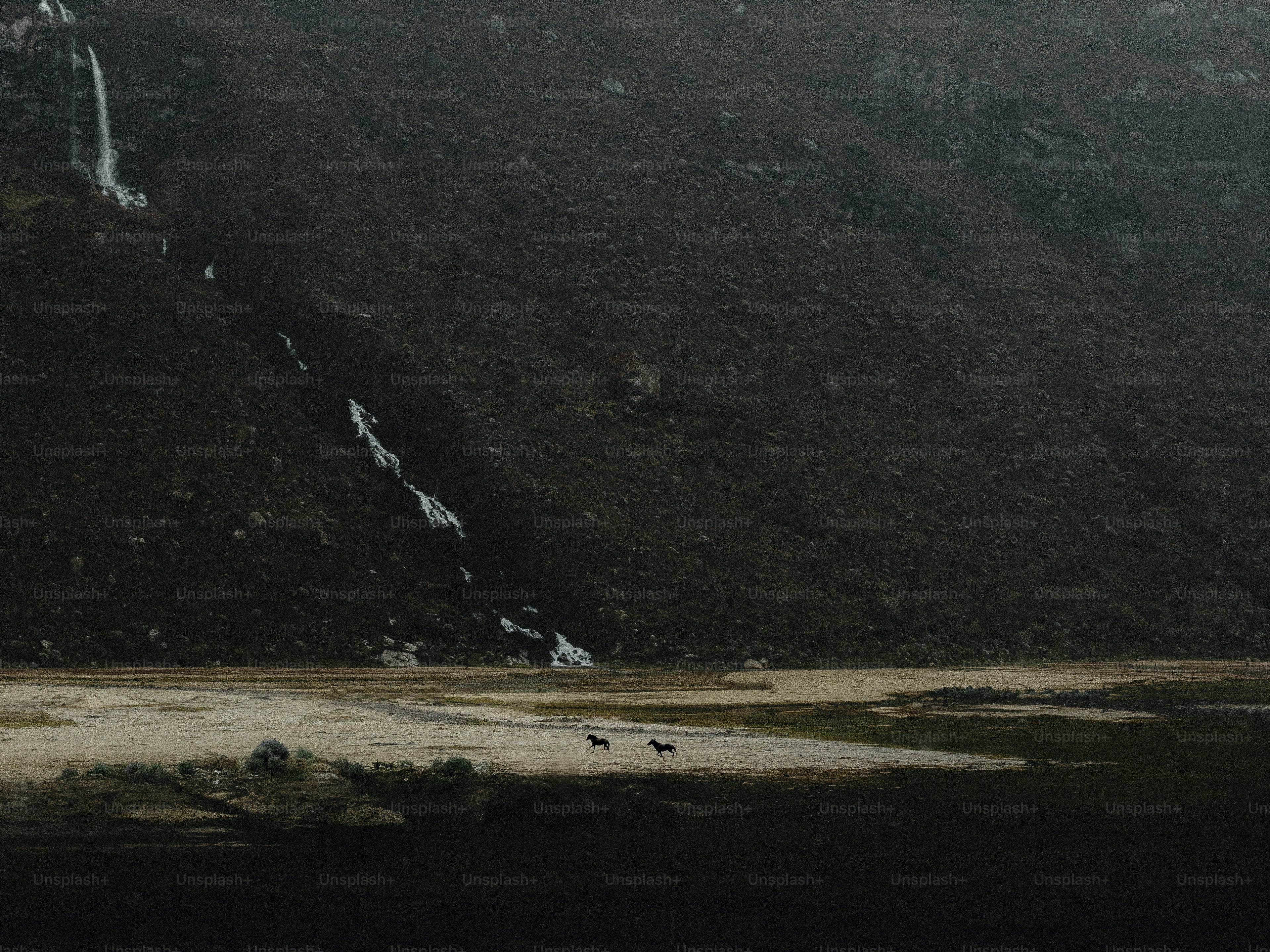 a group of animals walking across a grass covered field