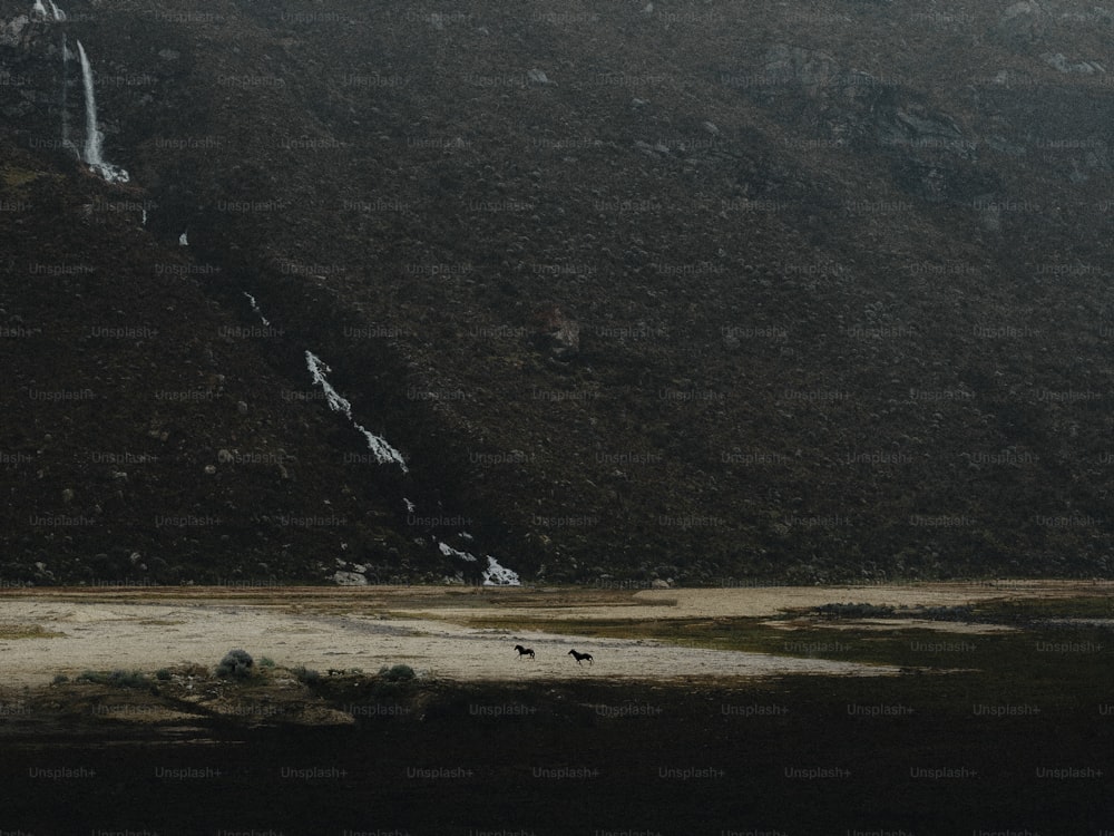 a group of animals walking across a grass covered field