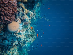 작은 물고기가 있는 산호초의 수중 전망