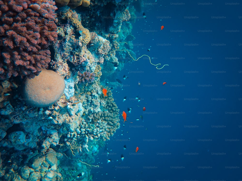 an underwater view of a coral reef with small fish