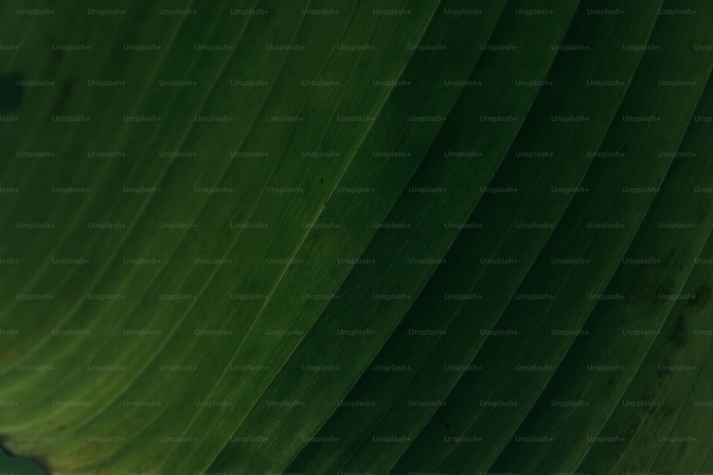 a close up of a large green leaf