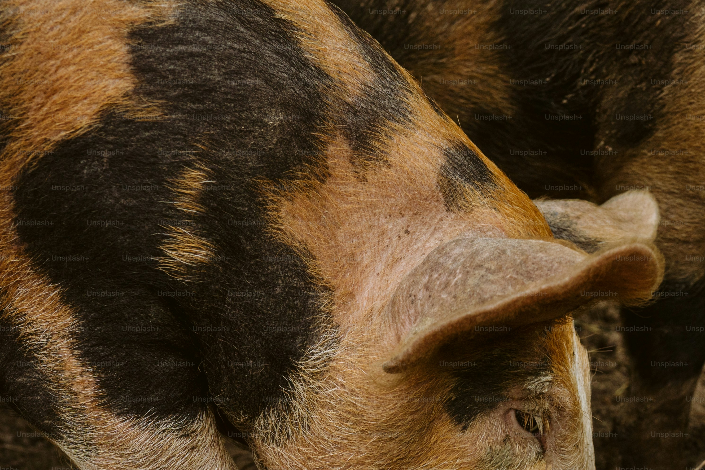 Crypto Scam Crackdown: DOJ Seizes $225M in Largest-Ever Pig Butchering Sting