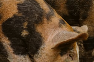 a close up of a brown and black pig