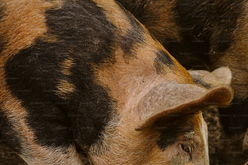a close up of a brown and black pig
