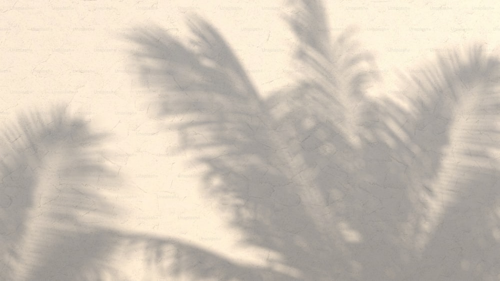 der Schatten einer Palme an einer Wand