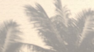 l’ombre d’un palmier sur un mur