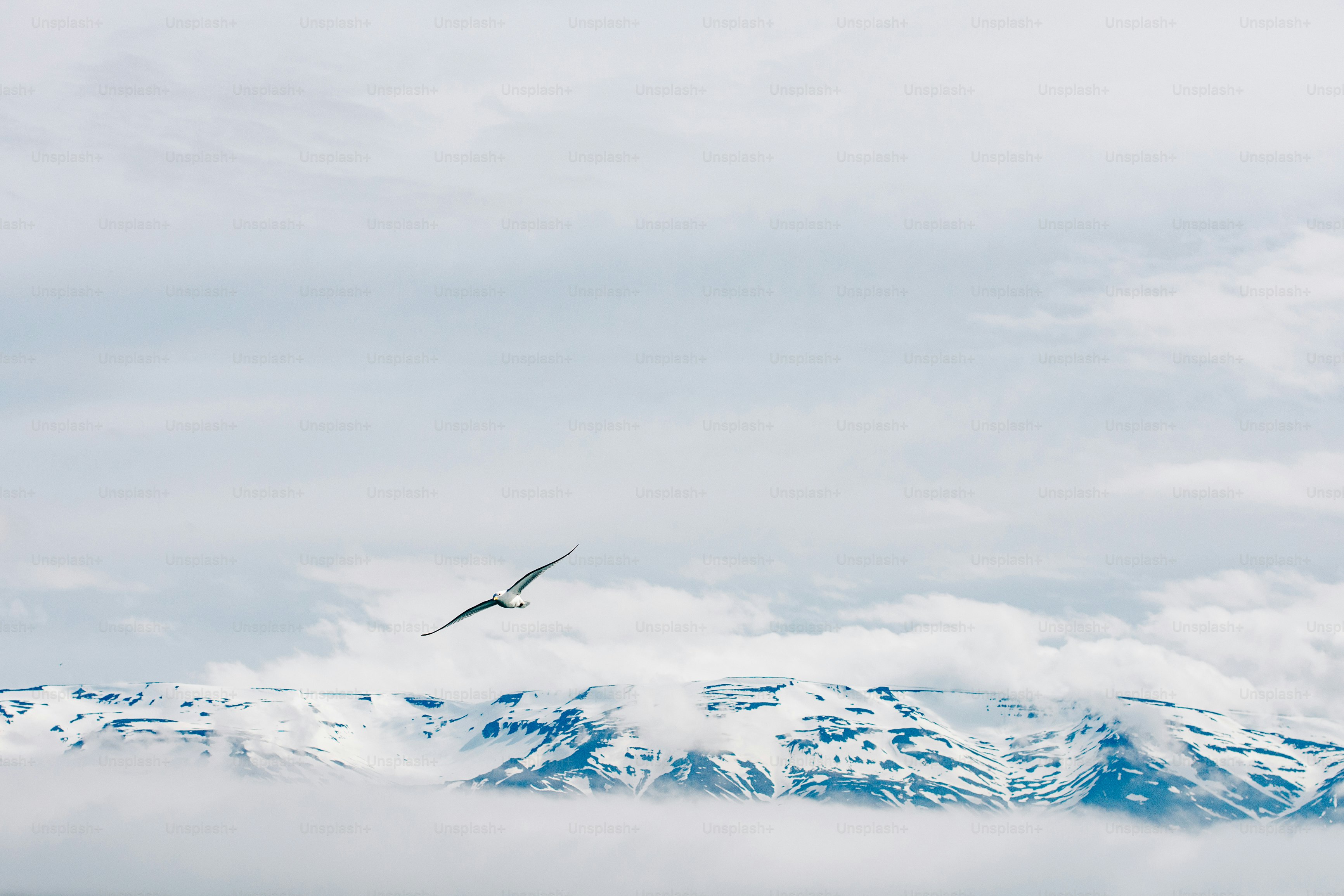ein Vogel, der über ein verschneites Gebirge fliegt