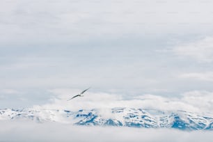 a bird flying over a snowy mountain range