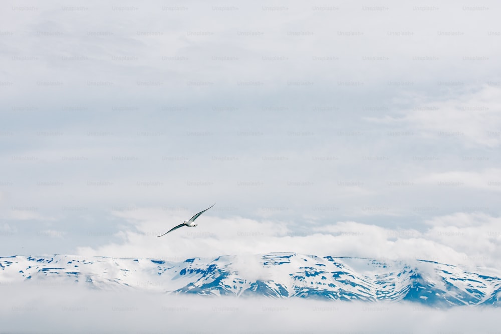 a bird flying over a snowy mountain range