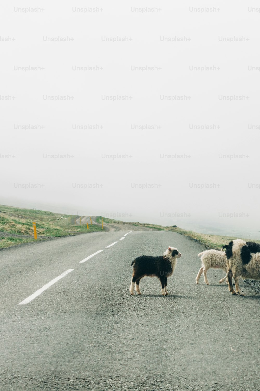a couple of sheep standing on the side of a road