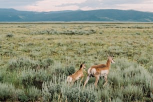 무성한 녹색 들판 위에 서 있는 사슴 두 마리