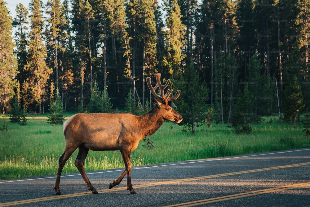 un cervo che attraversa una strada in mezzo a una foresta