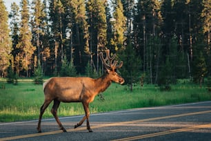 a deer crossing a road in the middle of a forest