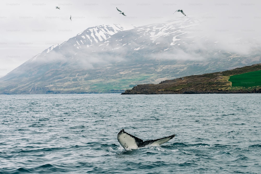 Uma baleia jubarte mergulha na água com uma montanha ao fundo