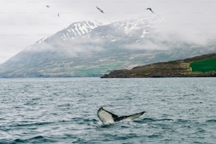 a humpback whale dives into the water with a mountain in the background